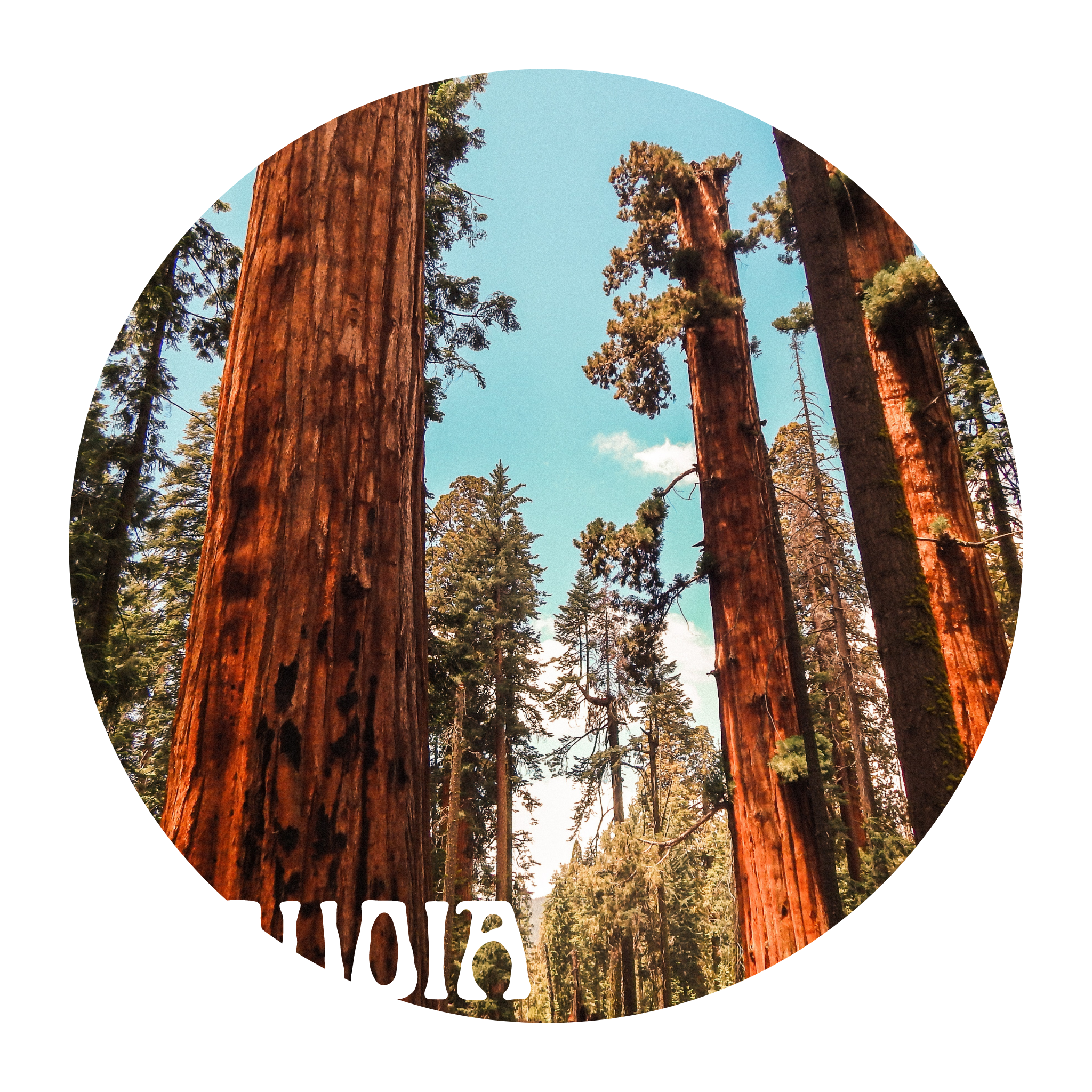 Sequoia National Park