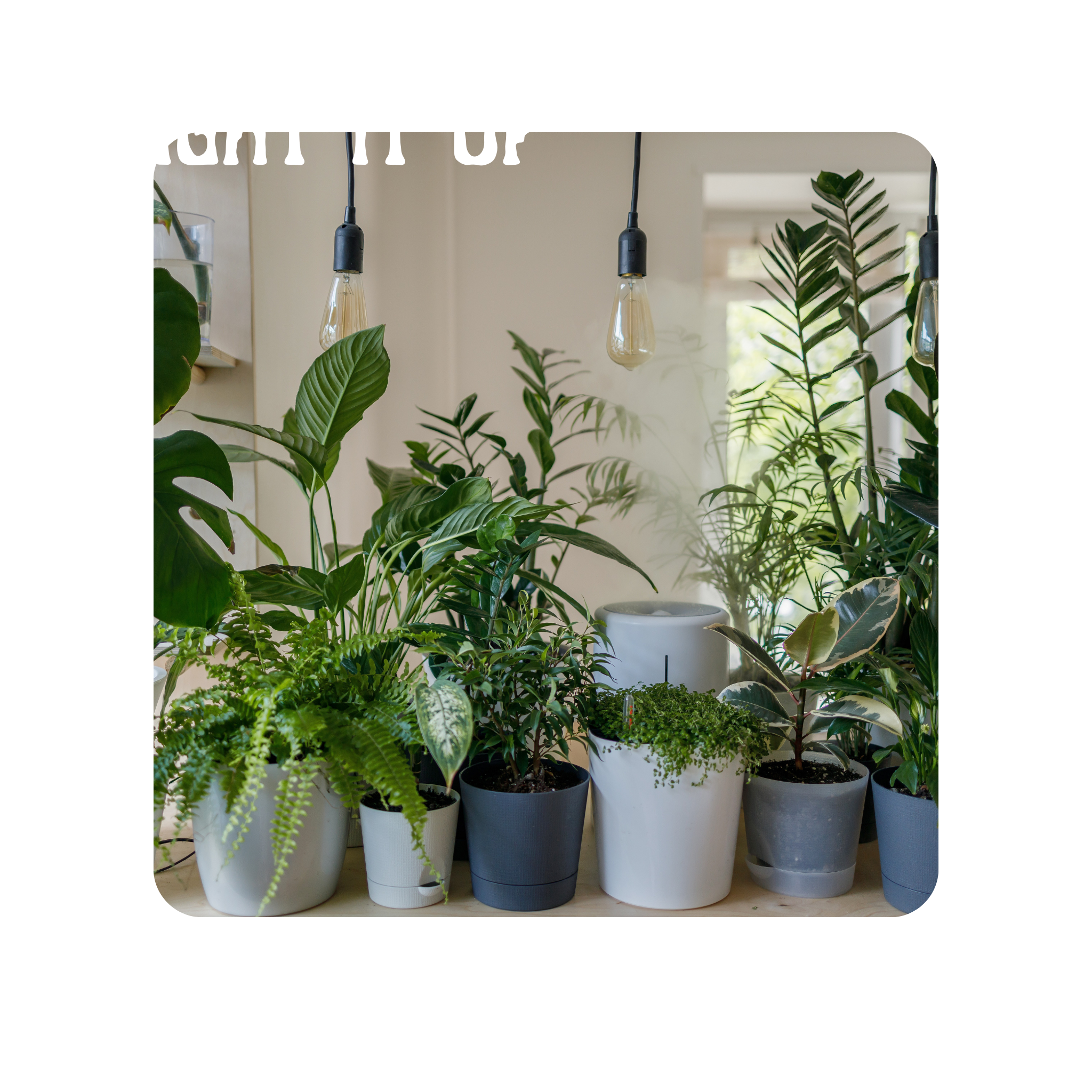 Light it Up